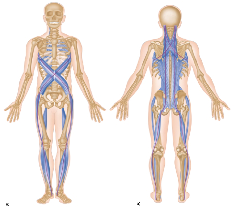 Faszienarbeit_anatomytrains 1